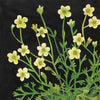 Saxifraga (Original Framed Collage)