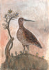 Painted Bird | The Woodcock