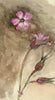 Wall Flora: Clover & Cranesbill