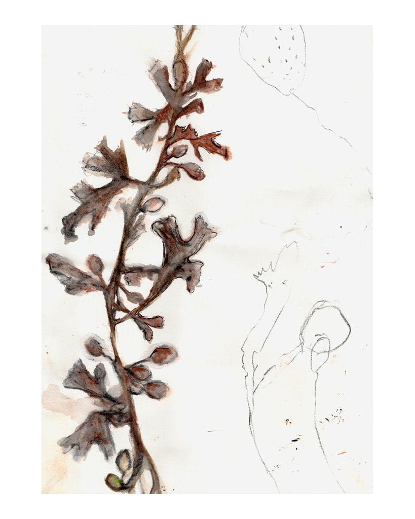 Beach Finds No6. Seaweed study 2
